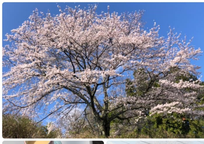 アール・イー・オオノの桜が満開です