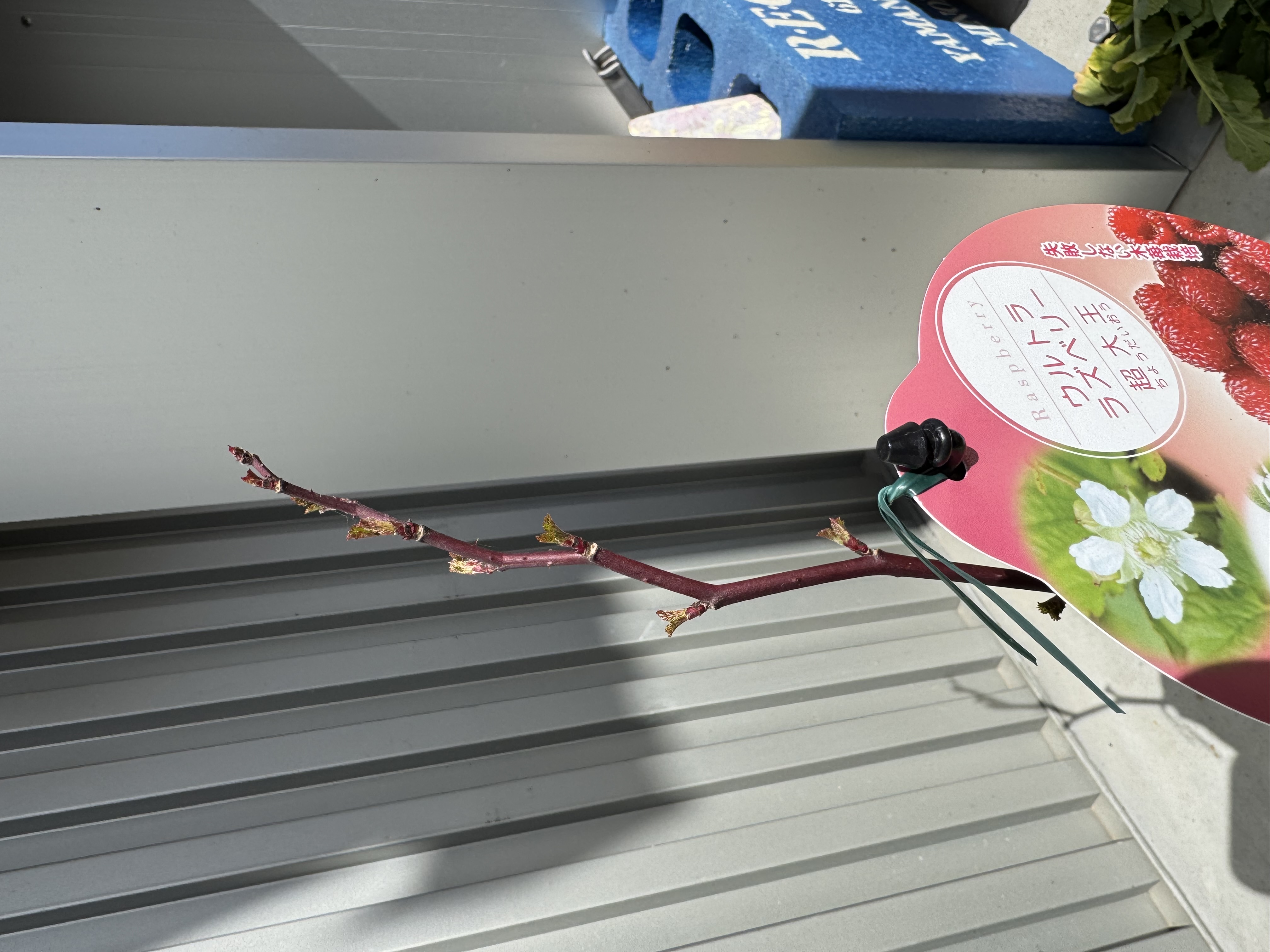 ラズベリーの新芽